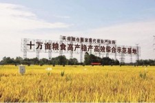 大丰关于成都商务伴游外围雇用的信息