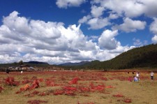 大丰旅游去处(暑期最好的旅游去处)